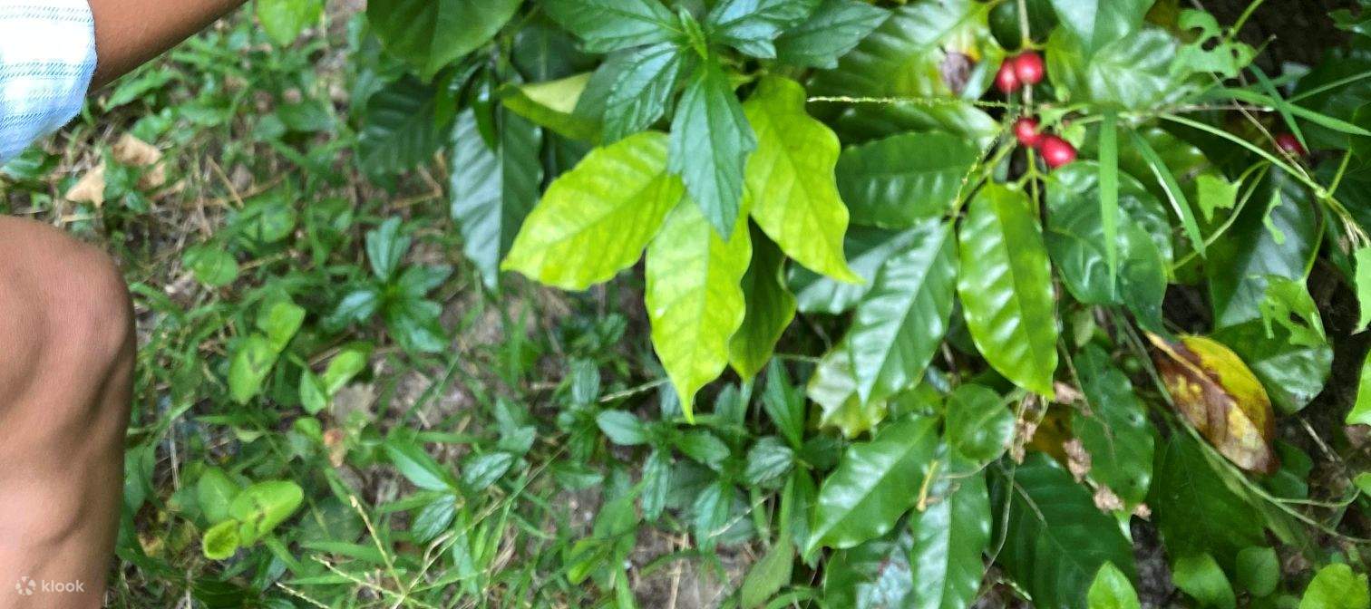 Historias de Café - Taller de Tostamiento de Café Ping Chau |